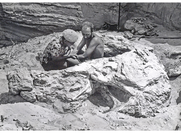 W poszukiwaniu dinozaurów