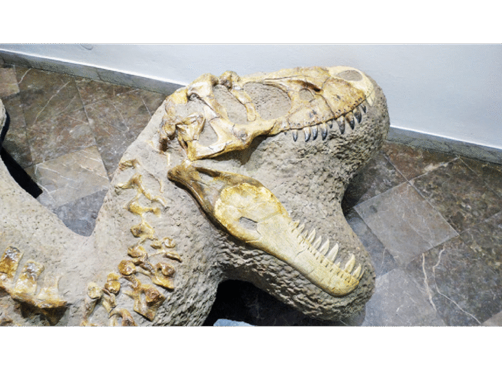 W poszukiwaniu dinozaurów