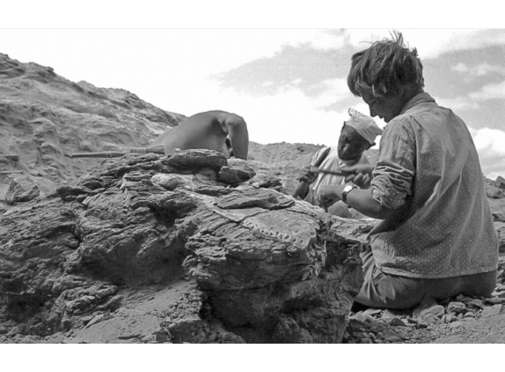 W poszukiwaniu dinozaurów