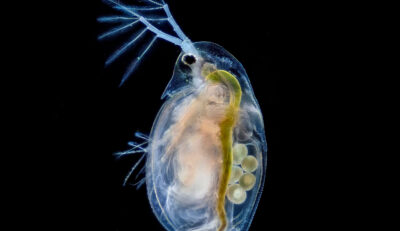 Jezioro w kryzysie. Sinice mieszają w łańcuchu pokarmowym