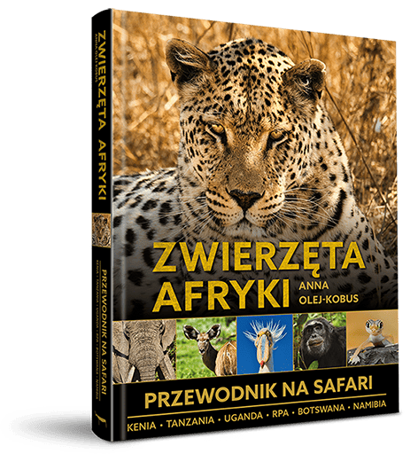 Zwierzęta Afryki