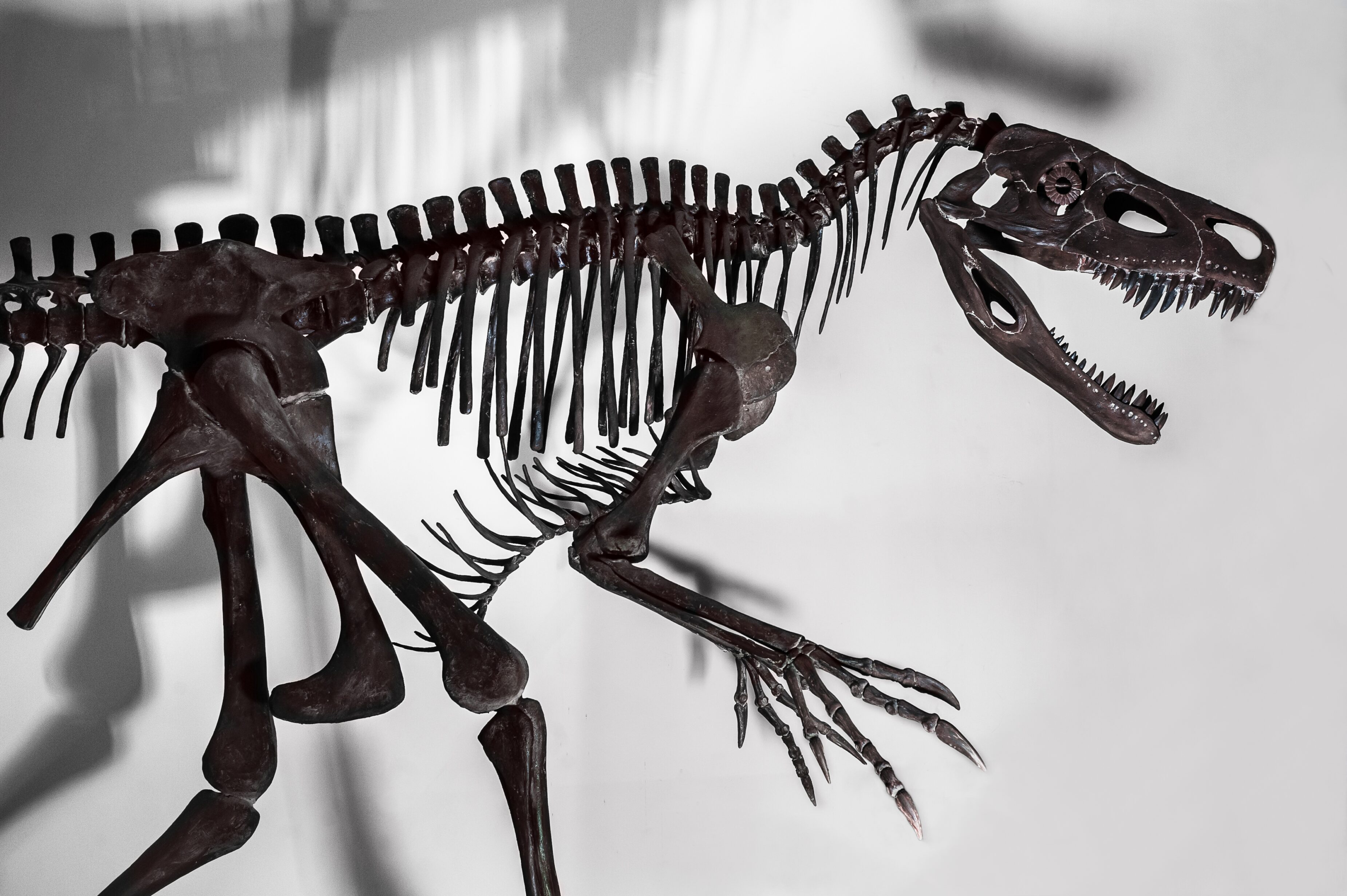 Ilustracja do artykułu: Gobi. Wielka przygoda polskiej paleontologii