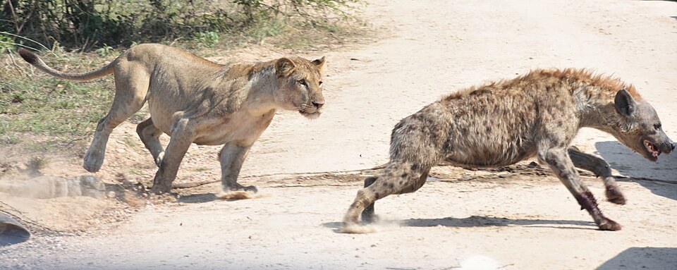 File:Lioness vs. Hyena in KNP 07.jpg