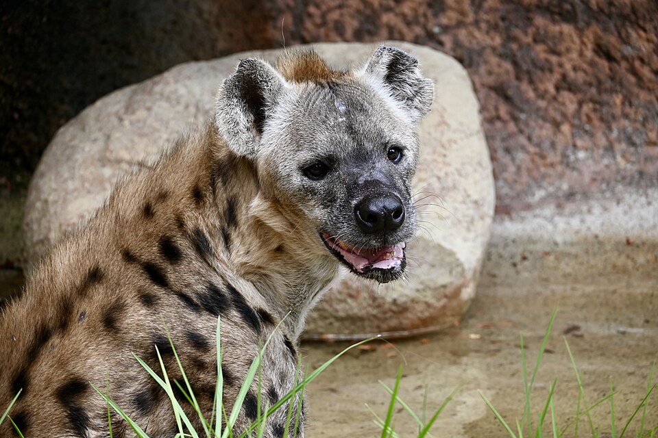 File:Spotted Hyena face.jpg