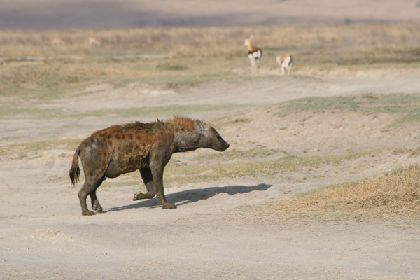 File:Hyena2 (2262520190).jpg